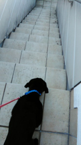 ラブラドールレトリバー　仔犬　初めての散歩