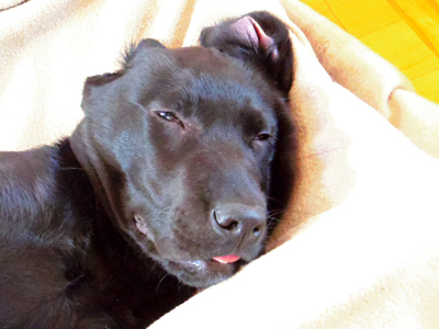ラブラドールレトリバー　黒ラブ、寝顔、仔犬