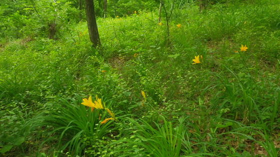 森の中の黄色い花の画像